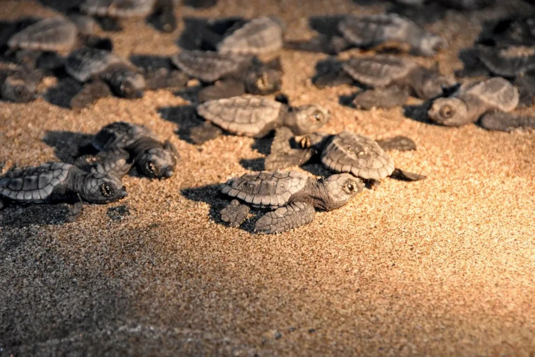 The turtles return